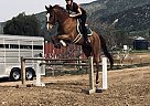 Fiona - Mare in Yucaipa, CA Fiona - Mare in Yucaipa, CA