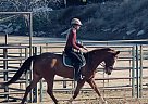 Fiona - Mare in Yucaipa, CA Fiona - Mare in Yucaipa, CA