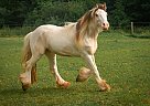Dash - Gelding in Batavia, OH Dash - Gelding in Batavia, OH