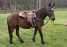 Dauber - Gelding in Imperial, PA Dauber - Gelding in Imperial, PA