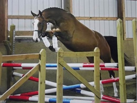 For Sale Beautiful 7 yr old Bay Oldenburg Mare 16.1HH