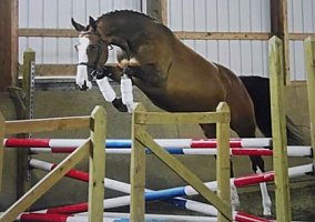 Warmblood (Warmblood, Mare) in Whitehouse Station, NJ