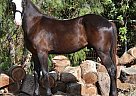 Friesian - Horse for Sale in Redlands, CA 92506