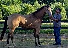 Quarter Horse - Horse for Sale in Newton, NC 28658