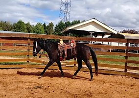 Thoroughbred