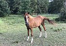 Arabian - Horse for Sale in Flomaton, AL 36441