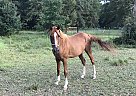 Arabian - Horse for Sale in Flomaton, AL 36441 Arabian - Horse for Sale in Flomaton, AL 36441