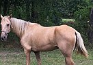 Pretty Palomino Fantasy Girl ted
