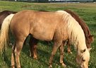 - Mare in Mize, MS - Mare in Mize, MS