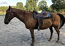Skeeter - Gelding in Hammonton, NJ Skeeter - Gelding in Hammonton, NJ