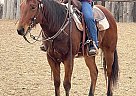 Florida Cracker - Horse for Sale in dallas, TX 75205