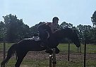 Thoroughbred Mare for Sale in Waterford works, New Jersey Godiva