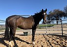 Thoroughbred - Horse for Sale in Paso Robles, CA 93446 Thoroughbred - Horse for Sale in Paso Robles, CA 93446