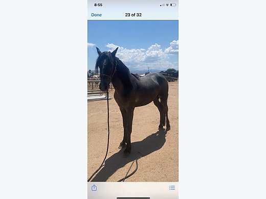 Warlander 3 Y/O Stallion