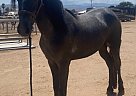 Friesian - Horse for Sale in Fontana, CA 92336