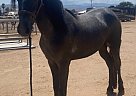 Friesian - Horse for Sale in Fontana, CA 92336 Friesian - Horse for Sale in Fontana, CA 92336
