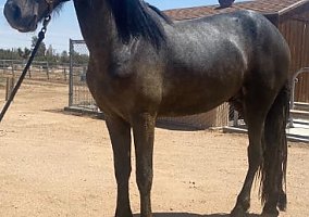 Friesian (Friesian, Stallion) in Fontana, CA