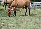 Loveable Reggie Mare for Sale Reggie
