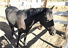 Friesian - Horse for Sale in Reno, NV 89508