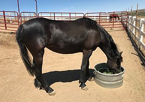 Friesian
