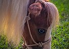 Miniature - Horse for Sale in Newbern, TN 38059