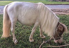 Miniature Horse (Miniature Horse, Mare) in Newbern, TN