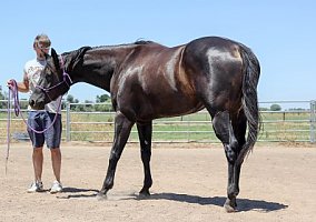 Quarter Horse (Quarter Horse, Mare) in Modesto, CA