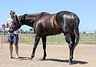 Quarter Horse - Horse for Sale in Modesto, CA 95355