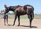 Quarter Horse - Horse for Sale in Modesto, CA 95355 Quarter Horse - Horse for Sale in Modesto, CA 95355