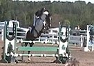 Pinto Warmblood Warmblood Stallion
