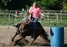 Sorrel QH Mare Quarter Horse Mare