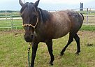 Quarter Horse Mare for Sale in Green Bay, Wisconsin Quarter Horse Mare for Sale in Green Bay, Wisconsin