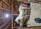 Arabian - Horse for Sale in Brockway, PA 15824 Arabian - Horse for Sale in Brockway, PA 15824