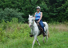 Arabian (Arabian, Gelding) in Brockway, PA