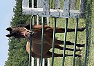 Tufun/Louie - Gelding in Arlington, VA Tufun/Louie - Gelding in Arlington, VA