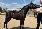 Miniature - Horse for Sale in Yermo, CA 92398