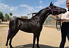 Miniature - Horse for Sale in Yermo, CA 92398 Miniature - Horse for Sale in Yermo, CA 92398
