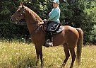RC - Gelding in Shelton, WA RC - Gelding in Shelton, WA