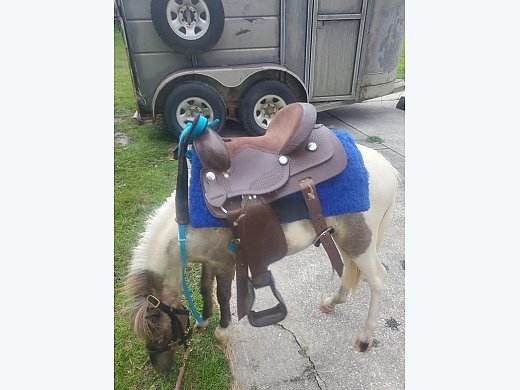 Great Pony