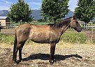 Appendix Mare for Sale in Stevensville, Montana Appendix Mare for Sale in Stevensville, Montana