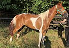 Dyno - Gelding in Rome, GA Dyno - Gelding in Rome, GA