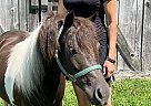 Miniature - Horse for Sale in Hesperia, MI 49421 Miniature - Horse for Sale in Hesperia, MI 49421