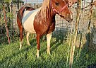 Miniature - Horse for Sale in Ontario, OR 97914 Miniature - Horse for Sale in Ontario, OR 97914