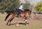 Thoroughbred - Horse for Sale in Three Rivers, CA 93271 Thoroughbred - Horse for Sale in Three Rivers, CA 93271