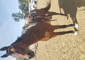 Thoroughbred (Thoroughbred, Gelding) in Three Rivers, CA