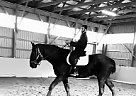 Percheron - Horse for Sale in Eden Valley, ON L0L 2K0 Percheron - Horse for Sale in Eden Valley, ON L0L 2K0