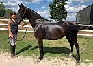 Dutch Warmblood - Horse for Sale in Eden Valley, ON L0L 2K0