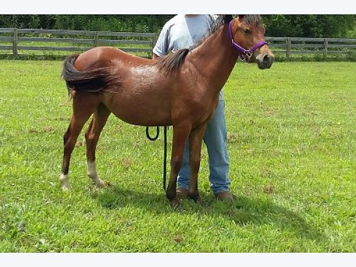 Pretty Little Project Pony