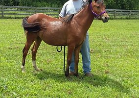 Quarter Pony (Quarter Pony, Mare) in Gallipolis, OH