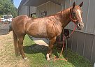 Quarter Horse - Horse for Sale in Minneapolis, MN 55401